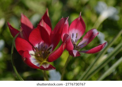 Tulipa 'Tiny Timo'. This wild tulip is known for its compact size with deep red to dark pink petals and a striking white-blue center.