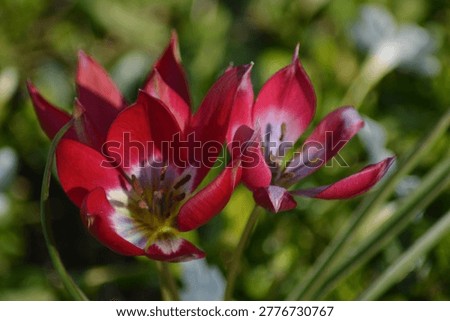 Tulipa 'Tiny Timo'. This wild tulip is known for its compact size with deep red to dark pink petals and a striking white-blue center.