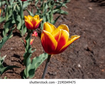 Tulipa Triumph 'Kees Nelis' that bears big, vibrant red blooms edged with yellow and orange colours in bright sunlight in the garden in spring