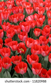 Tulips - Shutterstock ID 11820988