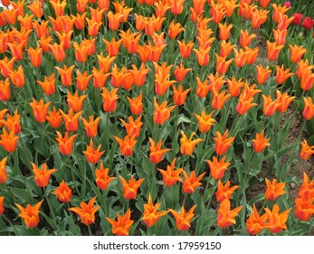 Tulips