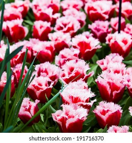Tulips