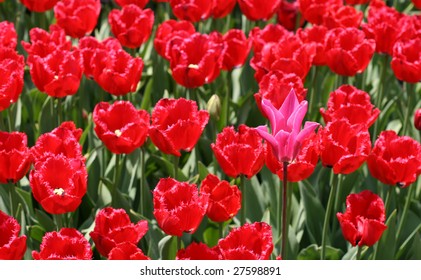 Tulips