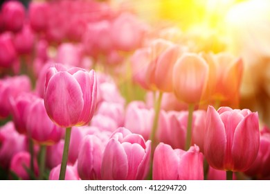 Tulips