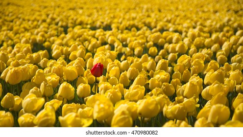 Tulips