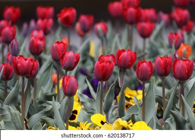 Tulips