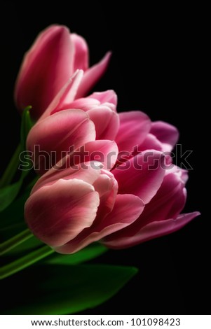 Similar – Image, Stock Photo artificial Spring Tulip