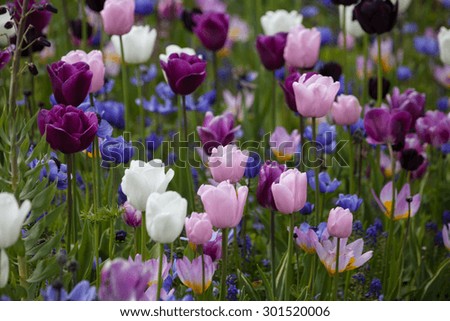 Similar – Image, Stock Photo Red Tulip Nature Plant