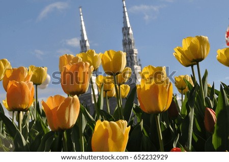 Tulips