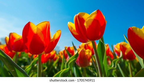 39,736 Tulip Field Blue Sky Images, Stock Photos & Vectors | Shutterstock