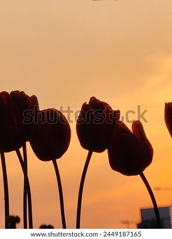 Tulips of any color cannot avoid the glow of the sunset.