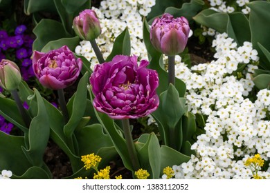 Tulips in Ashton Gardens at Thanksgiving Point - Shutterstock ID 1383112052