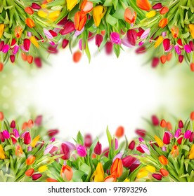 Tulips background with free space for your text - Powered by Shutterstock