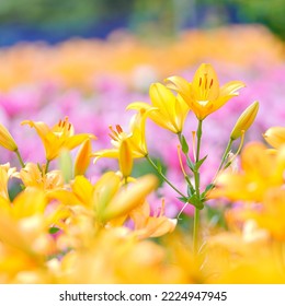 Tulips beautiful in the garden - Shutterstock ID 2224947945