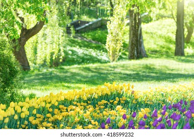 Tulips In The Beautiful Green Sunny Park