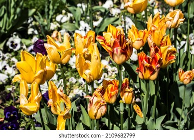 Tulips Are Beloved Flowers Due To Their Elegant Shape And Beautiful Colors. These Flowers Are Used For Bouquets And Floral Arrangements And Play An Important Role In The Wedding Ceremony