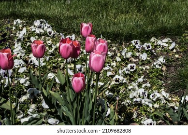 Tulips Are Beloved Flowers Due To Their Elegant Shape And Beautiful Colors. These Flowers Are Used For Bouquets And Floral Arrangements And Play An Important Role In The Wedding Ceremony