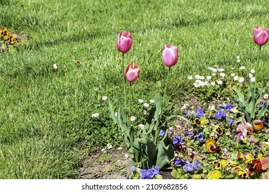 Tulips Are Beloved Flowers Due To Their Elegant Shape And Beautiful Colors. These Flowers Are Used For Bouquets And Floral Arrangements And Play An Important Role In The Wedding Ceremony