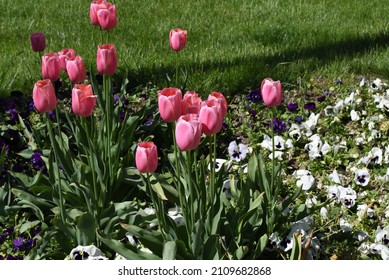 Tulips Are Beloved Flowers Due To Their Elegant Shape And Beautiful Colors. These Flowers Are Used For Bouquets And Floral Arrangements And Play An Important Role In The Wedding Ceremony