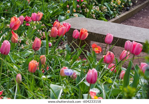 Tulips Bench Duke Gardens Durham Nc Stock Photo Edit Now 604233158