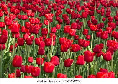 Tulips - Bing Crosby