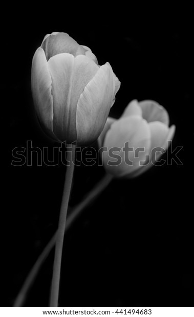 Tulips Black White Photography Stock Photo (Edit Now) 441494683