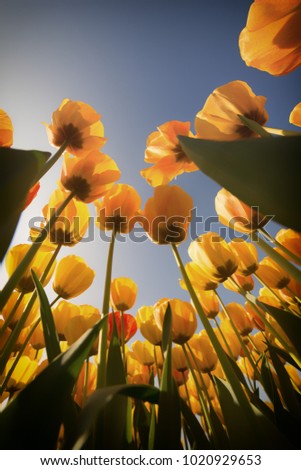 Similar – der Sonne entgegen Natur