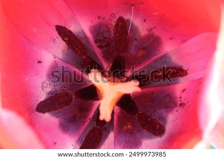 Similar – Close-Up Details Of Pink Tulip Flower