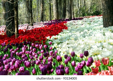 Tulips Bloom In Proliferation In The Natural Landscape Of Garvins Woodland Garden In Hot Springs, Arkansas.  Multiple Rows Of Red, Purple, Lilac And Striped Tulips Bloom In The Spring Sunshine.