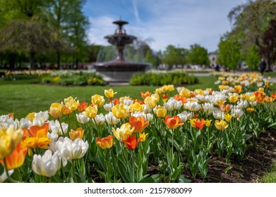 Tulips blooming in Carl Johans Park during spring in Norrkoping, Sweden