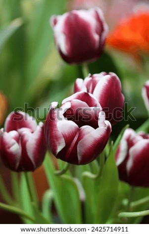 The tulips blossoming. A beautiful flower background with motley tulips vertically. Macro.Tulipa. Liliaceae Family.