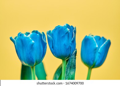 Download Free Flower Blue Yellow Images Stock Photos Vectors Shutterstock SVG Cut Files