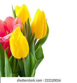 Стоковая фотография: Tulips Bouquet