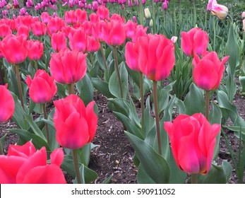 Tulips In Brooklyn Botanic Garden