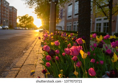 Tulips In The Central West End Neighborhood Of St Louis