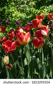 Tulips At The Cincinnati Zoo & Botanical Gardens.
