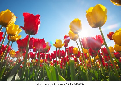 Tulips and clear sunny sky. Nature composition. - Powered by Shutterstock