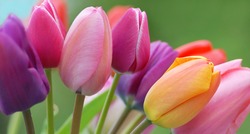 Tulips Close Up