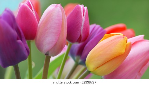 Tulips close up