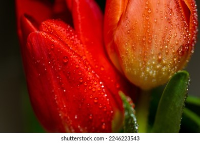 Tulips close up. Water drops on flowers. macro photography. - Powered by Shutterstock