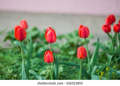 tulips closeup blurred background