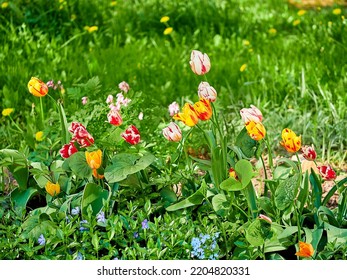 tulips close-up in a green flower bed on a beautiful sunny spring day. background for designers, artists, computer desktop - Shutterstock ID 2204820331
