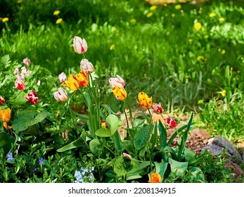 tulips close-up in a green flower bed on a beautiful sunny spring day. background for designers, artists, computer desktop - Shutterstock ID 2208134915