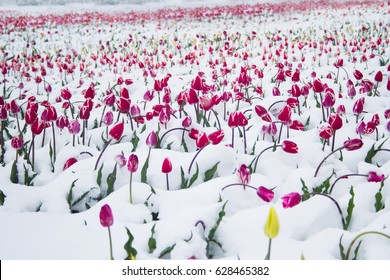 Tulips covered with snow