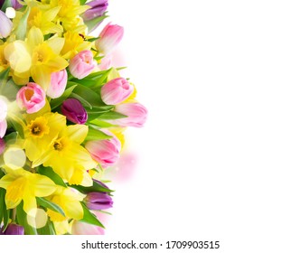 tulips and daffodils flowers border over white background
