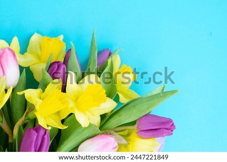 tulips and daffodils flowers over brigh blue background