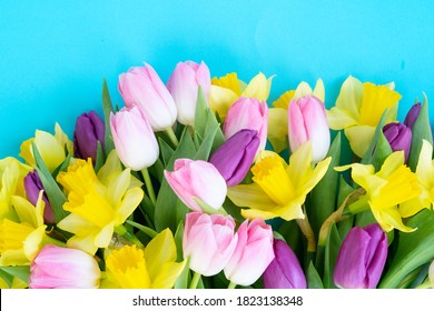 Tulips And Daffodils Flowers Over Plain All Aqua Blue Background Close Up