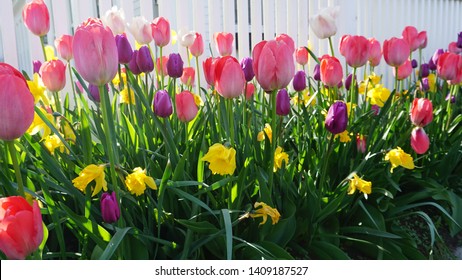 Tulips and Daffodils in front of a white fence in Maine, USA
