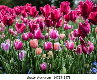 Tulips At The Dallas Arboretum