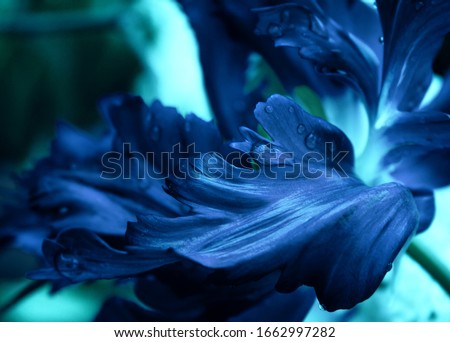 Tulips of deep dark blue color closeup macro with drops of water. Petals of flowers close-up macro background texture